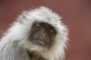 Rajasthan Wildlife Images Drucke: Langur monkey (Semnopithecus entellus), Rajasthan, India, Asia