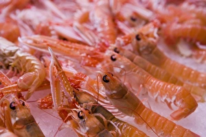 Food Photography Spain Drucke: Langustines