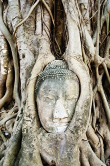 Bilder Datiert 20. Januar 2011: Großer Steinbuddha- Kopf unter Wurzeln eines Fichtenbaums im Wat Mahathat