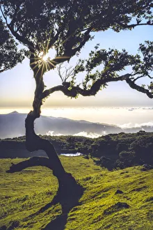 Sunset In Europe Drucke: Laurel tree lit by sun rays at sunset, Fanal forest, Madeira island, Portugal, Atlantic