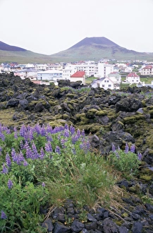 Icelandic Volcanoes Drucke: Lava from 1973 eruption in foreground