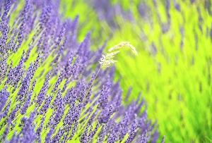 Yorkshire Dales Scenic Views Drucke: Lavender fields in North Yorkshire, England, United Kingdom