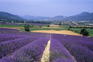 Lavender Fields In France Drucke: Lavender fields in the St-Jalle's valley