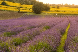Blumenfelder am Sonnenuntergang in Corinaldo, Marken Italien Europa