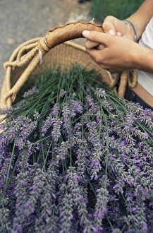 Washington State Tourist Attractions Drucke: Lavender harvest