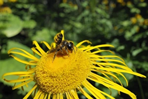 Slovenian Wildlife Photography Drucke: Leafcutter bee (Megachile sp. ) feeding from flowerhead of heartleaf oxeye (giant oxeye daisy) (Telekia speciosa)