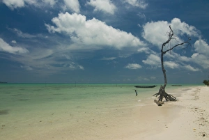 Indian Ocean Photography Drucke: Leafless tree on a beautiful deserted beach, Havelock Island, Andaman Islands