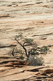 Arid Desert Environment Drucke: _LEF4869