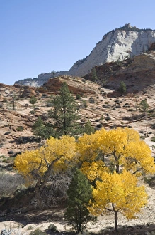 Zion National Park Photography Drucke: _LEF4872