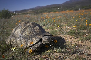 African Reptile Photography Drucke: Leopard (mountain) tortoise