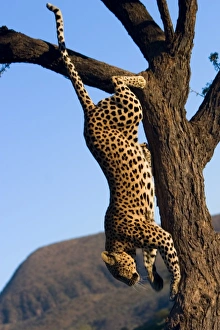 Löwe, (Panthera pardus)