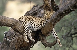 Drucke von Löwe,(Panthera pardus),Düsterndorfer Privatjagdreservat,Windhoek,Namibien Verwandte Bilder Drucke: Löwe, Panthera pardus