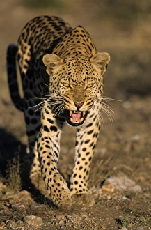 Drucke von Löwe,(Panthera pardus),Düsterntal Privatjagdreservat,Windhoek,Namibien Verwandte Bilder Drucke: Löwe, Panthera pardus