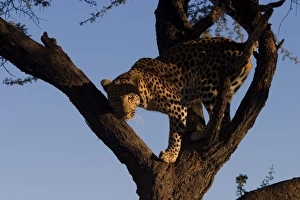 Löwe, Panthera pardus