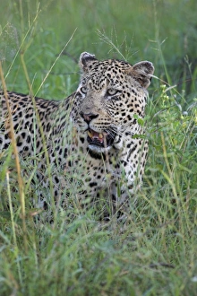 Bilder vom 9. August 2008: Bengel (Panthera pardus)