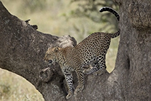 Leopard Serengeti National Park Drucke: Leopard (Panthera pardus) descending from a tree, Serengeti National Park