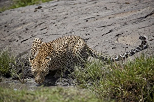 African Leopard Images Drucke: Leopard (Panthera pardus) drinking, Serengeti National Park, Tanzania, East Africa