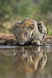 Löwe (Panthera pardus), trinkt am Zimbabwes privaten Game Reserve in der Provinz Kwa-Zululand im Südafrika