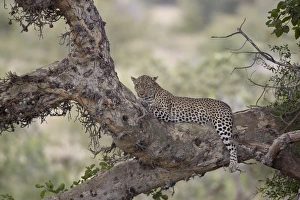Löwe im Baum des Ficus-Nussbaums im Krüger-Nationalpark Südafrika Afrika