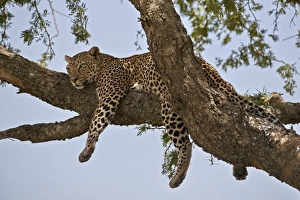Leopard In Tree Drucke: Leopard (Panthera pardus) relaxing in a tree