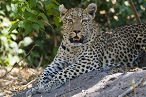 Botswana Wildlife Photography Drucke: A leopard (Panthera pardus) resting in the shade, Botswana, Africa