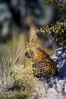 Leopard Photography Drucke: Leopard (Panthera pardus) resting on a termite mound, Moremi, Okavango Delta, Botswana