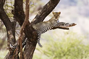 African Leopard Photos Drucke: A leopard (Panthera pardus) rests on a tree, Samburu National Reserve, Kenya, East Africa