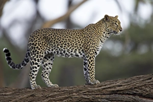 Panthera Pardus Photo Drucke: Leopard (Panthera pardus) standing on log