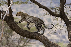 Leopard In Kenya Drucke: A leopard (Panthera pardus) walking on a tree branch, Samburu National Reserve, Kenya