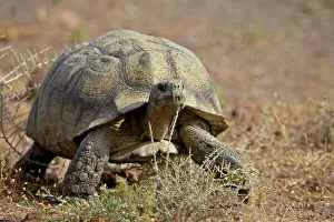 South Africa Wildlife Drucke: Leopard tortoise (Geochelone pardalis), Karoo National Park, South Africa, Africa