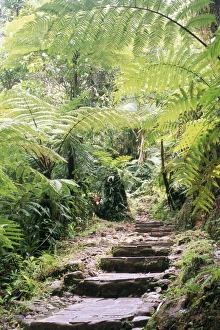 Guadeloupe Waterfalls Drucke: Les chutes de Carbert