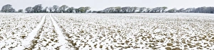 West Sussex Countryside Drucke: Light dusting of snow on ploughed field, West Sussex, England, United Kingdom, Europe