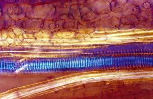Bilder Datiert 1. März 2010: Luftmicrografie (LM) von einer Längenrichtung eines Stems