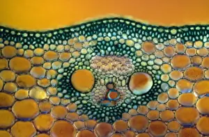 Leuchtmikroskopische Abbildung einer Querschnittssection eines Maisstängels (Zea sp.) mit Blutgefäßbundel