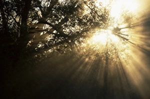 Europe Outdoor Landscapes Drucke: Light rays through trees