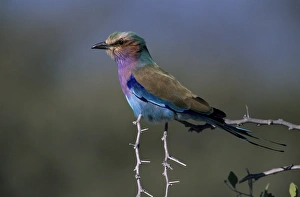 African Bird Species Photos Drucke: Lilac-brested Roller