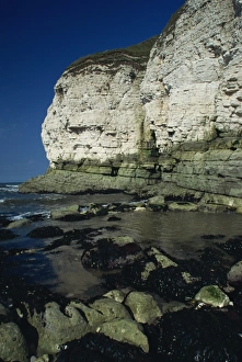 Great Britain Natural World Drucke: Limestone cliffs, Thornwick Bay, Humberside, England, United Kingdom, Europe