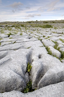 Irish Rock Formations Drucke: Limestone pavement
