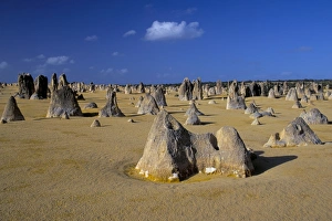 Nambung National Park Drucke: Limestone pillars in the Pinnacles Desert, Nambung National Park, Western Australia