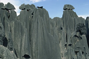 Eroded Rock Formations Asia Drucke: Limestone rock formations, Stone Forest, near Kunming, Yunnan, China, Asia