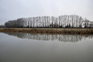 UK Countryside Images Drucke: Line of bare trees reflected in River Thames, Lechlade, Cotswolds, Gloucestershire