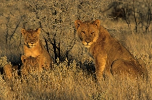 African Lion Photos Drucke: Lioness with cubs