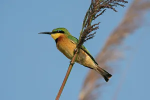 Der kleine Bienenfresser (Merops pusillus), Okovango-Delta, Botswana, Afrika