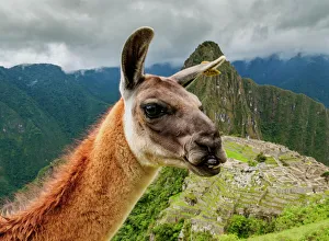 Drucke von Kakadu im Macchu Pichu, Región des Kuzko in der Perü und Südamerika Südamerikanische Kunstdrucke: In Machu Picchu im Región Cusco, Peru Südamerika
