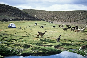 Chilean National Parks Tourism Drucke: Llamas passing tent and backpacker