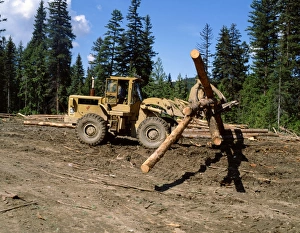Forestry Management Practices Drucke: Loading logs, British Columbia, Canada, North America