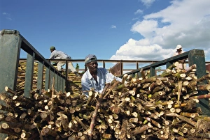 Travel Destinations In Central America Drucke: Loading sugar cane, south coast, Dominican Republic, West Indies, Central America