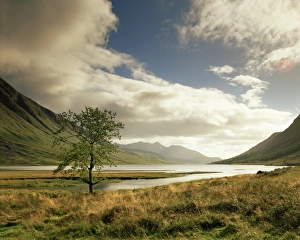 Great Britain Travel Destination Drucke: Loch Etive and lone tree