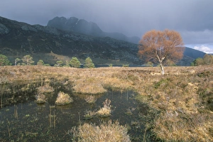 Wester Ross Landscape Drucke: Loch Maree