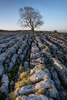 Yorkshire Dales Scenic Views Drucke: Lone bare Ash Tree on Limestone Pavement